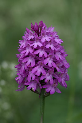 Hondskruid / Anacamptis pyramidalis