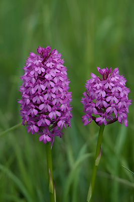 Hondskruid / Anacamptis pyramidalis