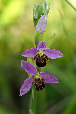 Ophrys apifera / Bijenorchis