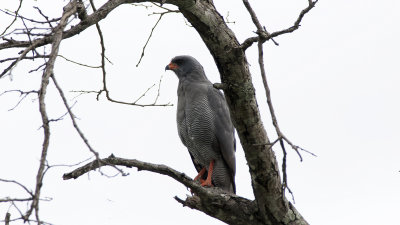 Dark Chanting Goshawk / Donkere Zanghavik