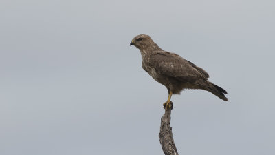 Steppe Buzzard / Steppebuizerd