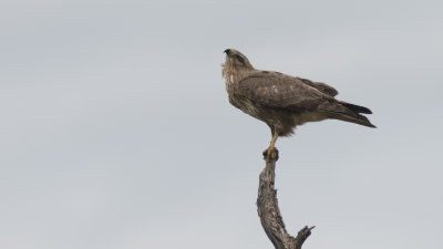 Steppe Buzzard / Steppebuizerd