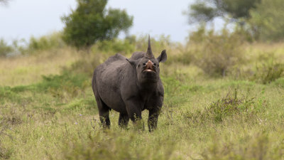 Black Rhinoceros / Zwarte Neushoorn.jpg