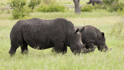 White Rhinoceros / Witte Neushoorn