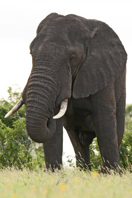 African Elephant / Afrikaanse Olifant