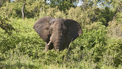 African Elephant / Afrikaanse Olifant