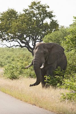 African Elephant / Afrikaanse Olifant