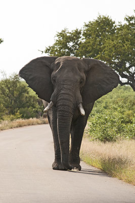 African Elephant / Afrikaanse Olifant