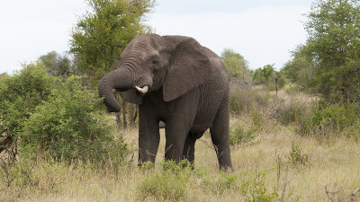 African Elephant / Afrikaanse Olifant