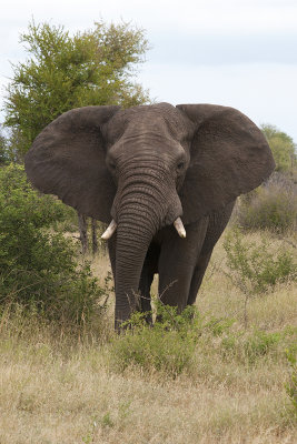 African Elephant / Afrikaanse Olifant