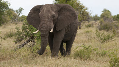 African Elephant / Afrikaanse Olifant