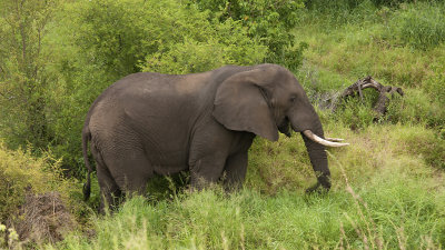 African Elephant / Afrikaanse Olifant