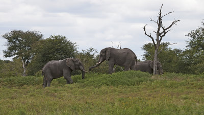 African Elephant / Afrikaanse Olifant