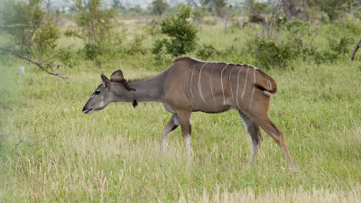 Nyala / Nyala