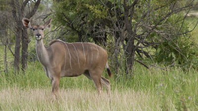 Nyala / Nyala
