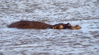 Hippopotamus / Nijlpaard