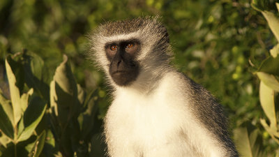 Vervet Monkey / Zuid-Afrikaanse Groene Meerkat