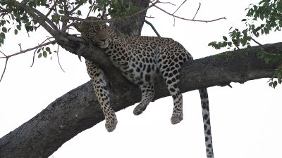 Luipaard / Leopard