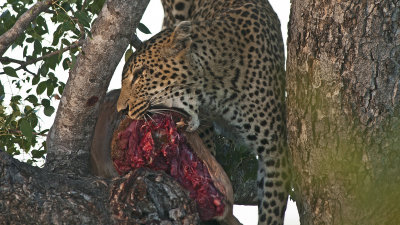 Luipaard / Leopard
