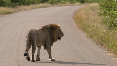 Lion / Leeuw.jpg