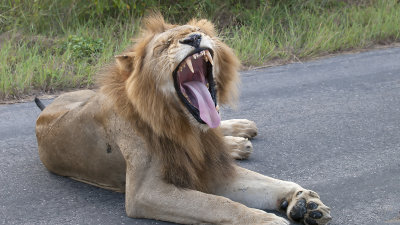 Lion / Leeuw.jpg