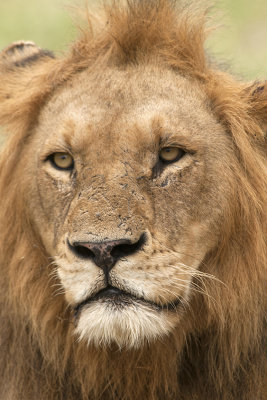 Lion / Leeuw.jpg