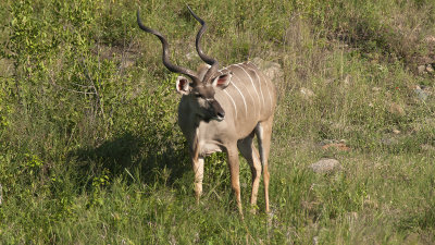 Greater Kudu / Grote Koedoe