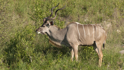 Greater Kudu / Grote Koedoe