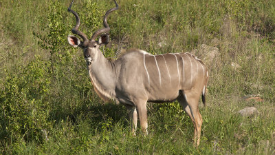 Greater Kudu / Grote Koedoe
