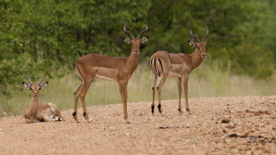 Impala / Impala