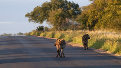 Spotted Hyena / Gevlekte Hyena