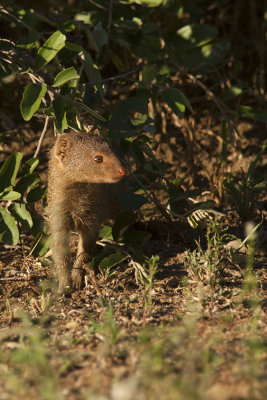 Common Dwarf Mongoose / Dwergmangoest