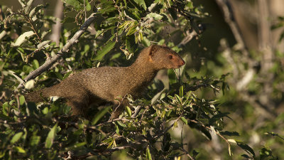 Dwergmangoest / Common dwarf mongoose
