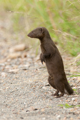 Dwergmangoest / Common dwarf mongoose