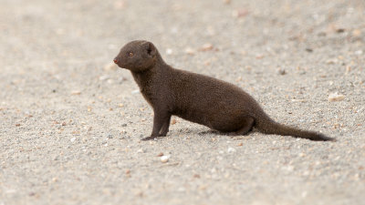 Dwergmangoest / Common dwarf mongoose