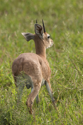 Oribi / Oribi