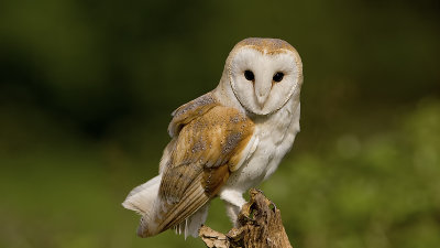 Barn owl / Kerkuil