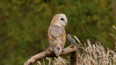 Kerkuil / Barn owl