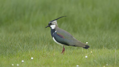 Northern Lapwing / Kievit