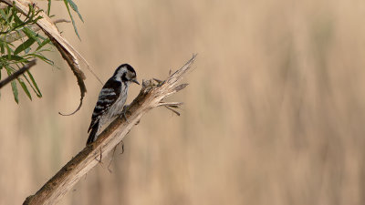 Lesser Spotted Woodpecker / Kleine Bonte Specht