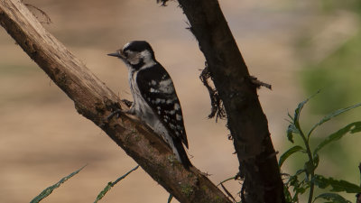 Lesser Spotted Woodpecker / Kleine Bonte Specht