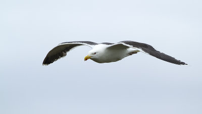 Lesser black-backed gull.jpg
