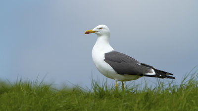 Lesser black-backed gull 2.jpg