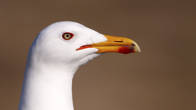 Lesser black-backed gull 3.jpg