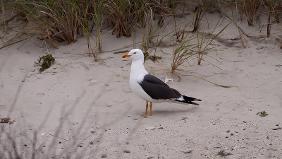 Lesser black-backed gull 4.jpg