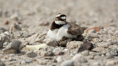 Little Ringed Plover / Kleine Plevier