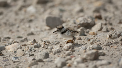 Little Ringed Plover / Kleine Plevier