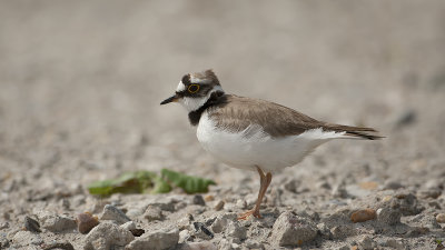 Little Ringed Plover / Kleine Plevier