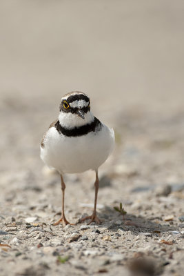Little Ringed Plover / Kleine Plevier
