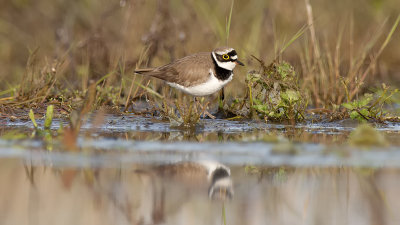 Little Ringed Plover / Kleine Plevier
